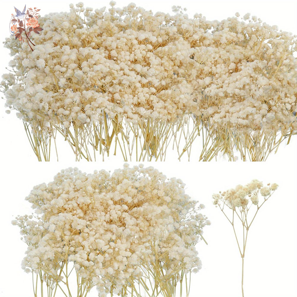 Mini fleur de gypsophile séché - Candle Making Los Angeles avis et prix